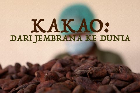 Kakao: dari Jembrana ke dunia (bagian 2)