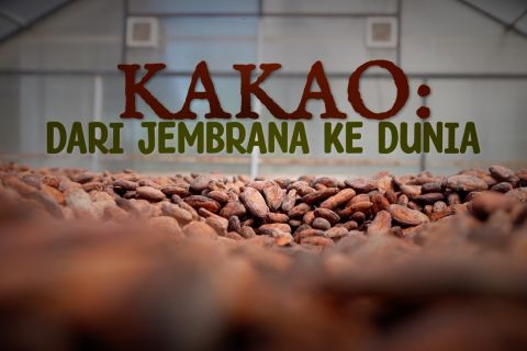 Kakao: dari Jembrana ke dunia (bagian 1)