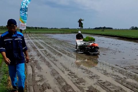 Kaltim mulai tanam sawah baru, 75 brigade pangan disiapkan
