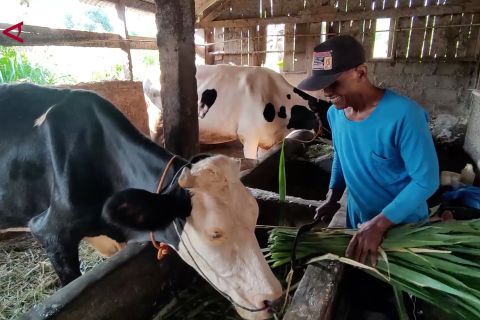 Musim kemarau pengaruhi produksi susu sapi di Kota Semarang menurun