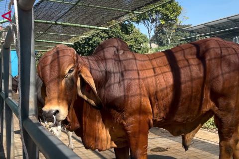 BBIB Singosari targetkan 500 ribu dosis semen beku sapi Red Brahman