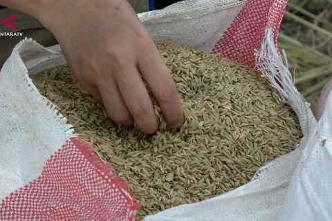 Bulog Sumsel serap 68 persen gabah, surplus beras pasok luar provinsi