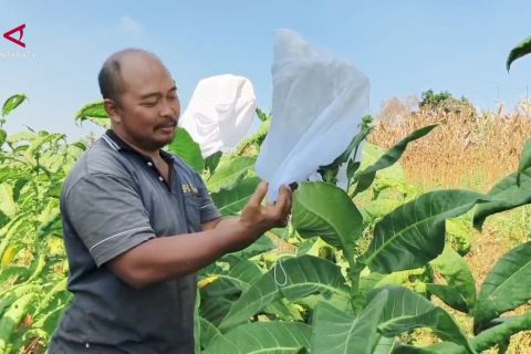 Curah hujan tinggi di awal tahun, petani tembakau beralih tanam jagung