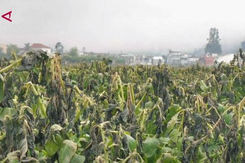 Embun upas rusak 30 hektare lahan kentang di Dieng