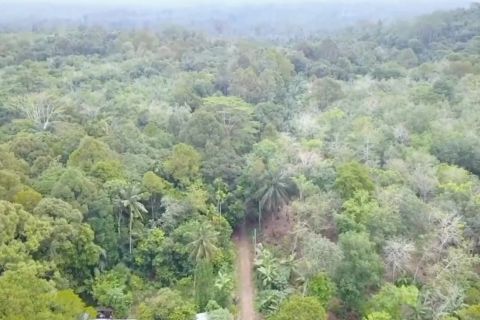 Kemenhut proyeksikan PNBP transaksi karbon kehutanan capai Rp5 miliar