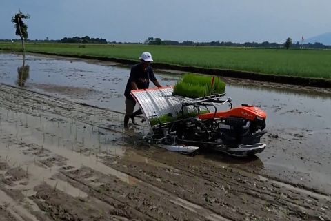 Kaltim terapkan pola tanam PM-AAS untuk produksi padi cetak sawah