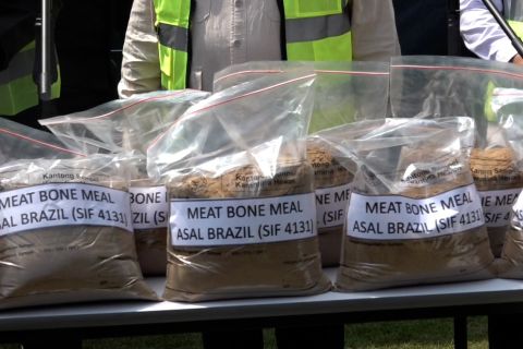 Barantin musnahkan 312 ton MBM Brazil mengandung porcine