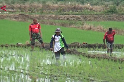 Zulhas sebut cetak sawah Merauke capai 1.200 hektare, panen Oktober