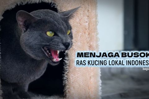Menjaga busok, ras kucing lokal Indonesia (bagian 1)