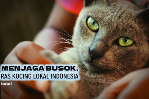 Menjaga busok, ras kucing lokal Indonesia (bagian 2)