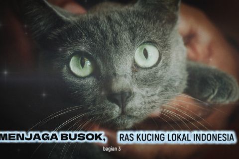 Menjaga busok, ras kucing lokal Indonesia (bagian 3)