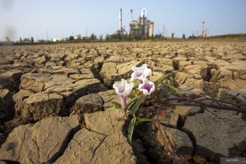 Embung irigasi di Indramayu mengering, 550 hektare sawah terancam gagal panen