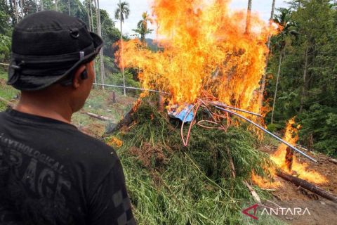 Petugas gabungan temukan 9 titik ladang ganja di Aceh Utara
