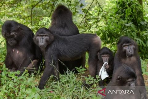 Kera hitam Sulawesi makin langka akibat kerusakan habitat