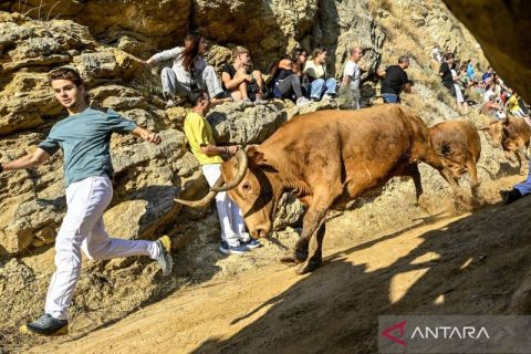 Tradisi ekstrem di Spanyol, peserta berlari dikejar sapi menyusuri jalur sempit dan curam