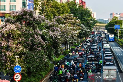 Tabebuya bermekaran, pemandangan segar di tengah hiruk-pikuk Jakarta