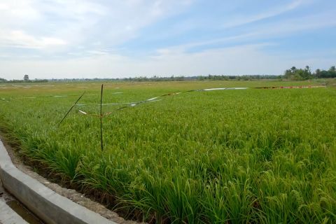 Kini 100 hektare sawah Aceh Timur kembali produktif