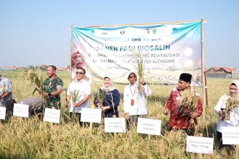Panen padi biosalin, lahan eks rob di Pekalongan jadi produktif