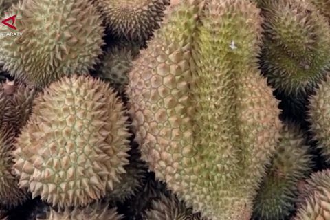 Dari Parigi Moutong, durian Sulteng tembus China