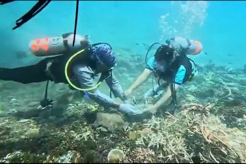 Bandara Sentani tanam 1.000 bibit terumbu karang di Pantai Amai