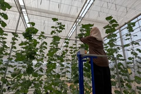 BRIN kembangkan teknologi rumah kaca pintar berbasis internet
