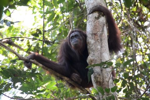 Menhut pastikan habitat orang utan di Kaltim aman dari karhutla