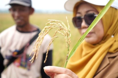 Padi Biosalin panen perdana di Batang, lahan rob mulai produktif