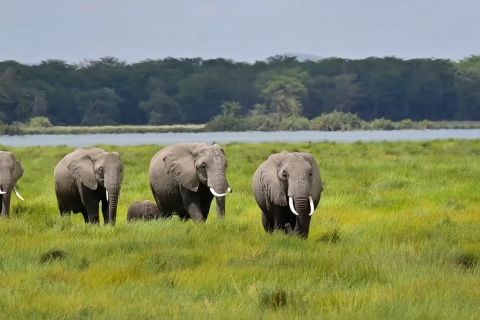 Pengamanan berlapis dongkrak populasi gajah Kenya jadi 42.072 ekor