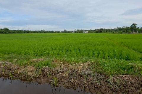 Perbaikan sawah terdampak bencana di Aceh Barat capai 75 persen