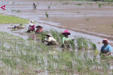 Pemulihan sawah terdampak bencana di Aceh capai 53 persen