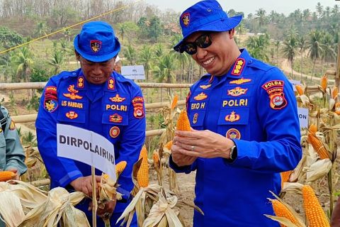 Sulap lahan tidur, Polairud Polda Banten panen 2 ton jagung