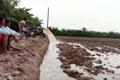900 Hektare sawah mengering, Kaltim optimalkan pompa dan waduk