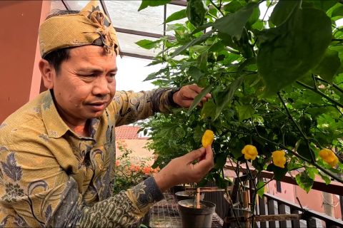 IPB rakit 4 varietas habanero, tingkat kepedasan tembus 1,3 juta SHU