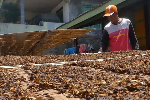 Harga tembakau grade E Temanggung tembus Rp350 ribu per kilogram