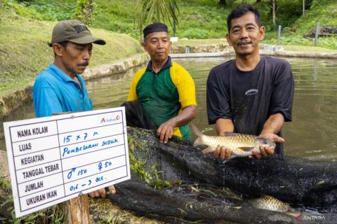 Budi daya ikan jurung binaan PT Inalum