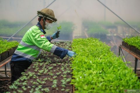 Pusat pembibitan program reklamasi dan rehabilitasi lahan pascatambang
