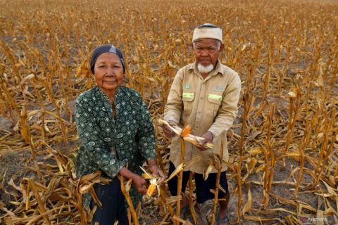 2400 hektare lahan pertanian di Kalimantan Timur kekeringan