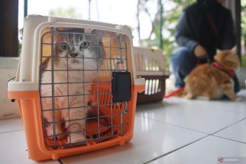 Upaya mempertahankan Jakarta sebagai wilayah bebas rabies
