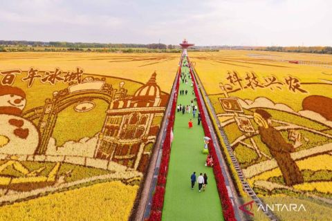Petani China buat karya seni di atas sawah padi saat menyambut panen raya