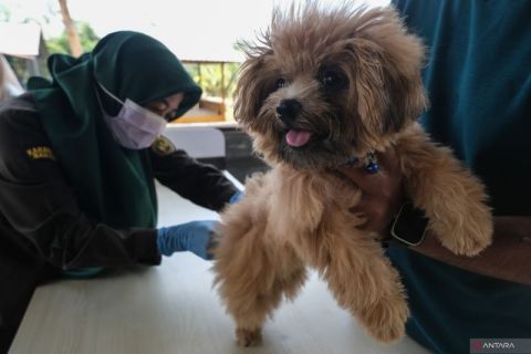 Vaksinasi rabies gratis di Kendari