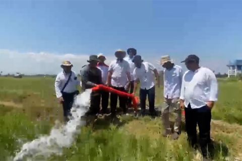 55 hektare sawah Maros waspada dampak kemarau