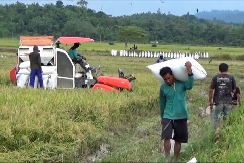 OJK Sultra gagas program perlindungan petani Prosperiti