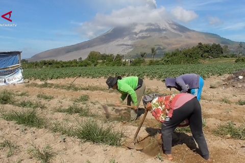 Petani di kaki Gunung Sinabung tetap beraktivitas setelah erupsi