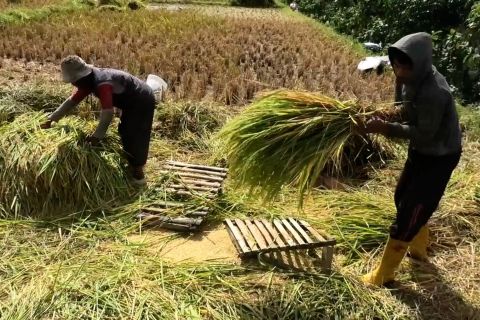 Stok padi di masa kemarau aman, Temanggung buktikan ketahanan pangan