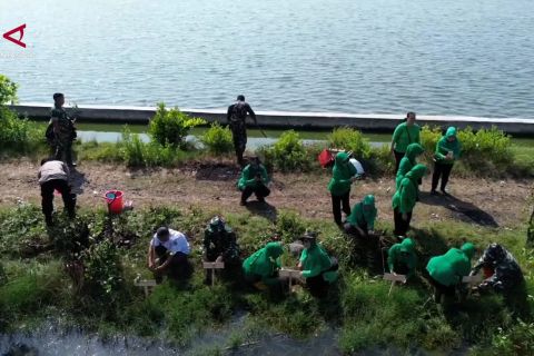 HUT ke-81 TNI, Kodim Pekalongan tanam 250 bibit mangrove