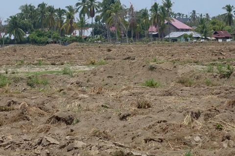 Pidie Jaya revitalisasi sawah tertimbun lumpur jadi lahan hortikultura