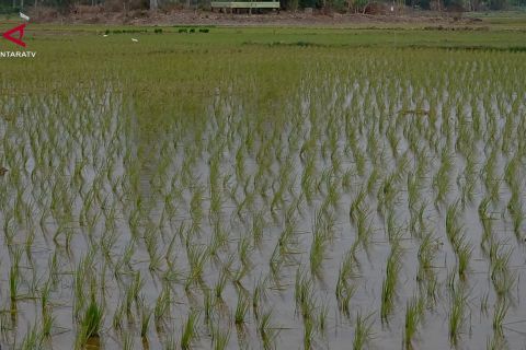 Rehabilitasi sawah selesai, petani Bireuen mulai produktif garap sawah