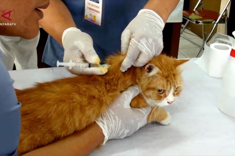 Pertahankan status bebas rabies, Sleman gelar vaksinasi gratis