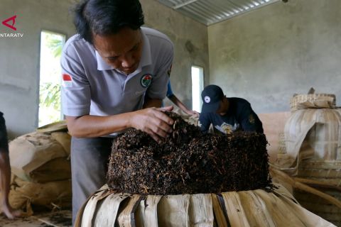 Petani lereng Sumbing hasilkan tembakau srintil bernilai tinggi