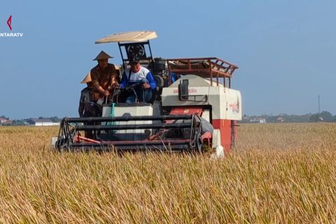Panen raya di Pemalang, Jateng kejar target produksi padi nasional